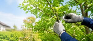 夏前に確認したい！樹木・植栽の点検ポイントについて
